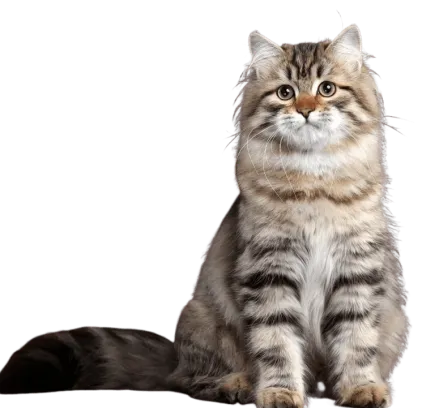 爱萌哆宠物俱乐部