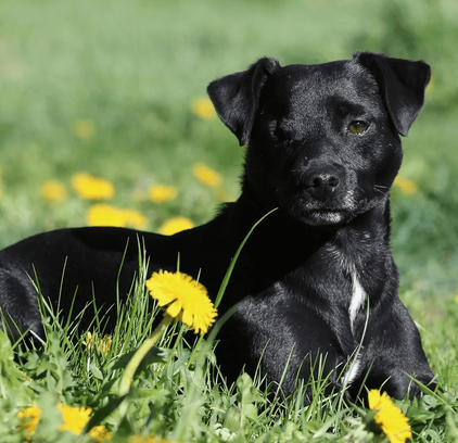 爱萌哆宠物俱乐部