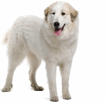 爱萌哆宠物俱乐部