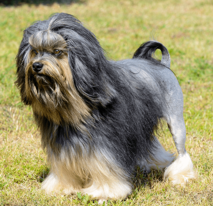 爱萌哆宠物俱乐部