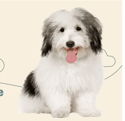 爱萌哆宠物俱乐部