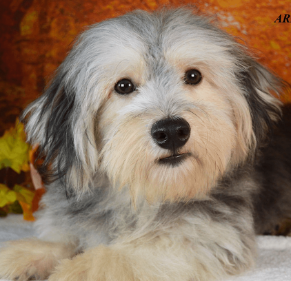 爱萌哆宠物俱乐部