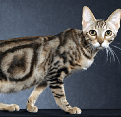 爱萌哆宠物俱乐部