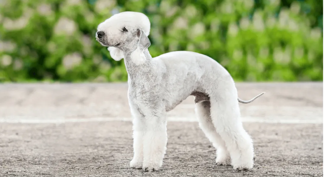 爱萌哆宠物俱乐部