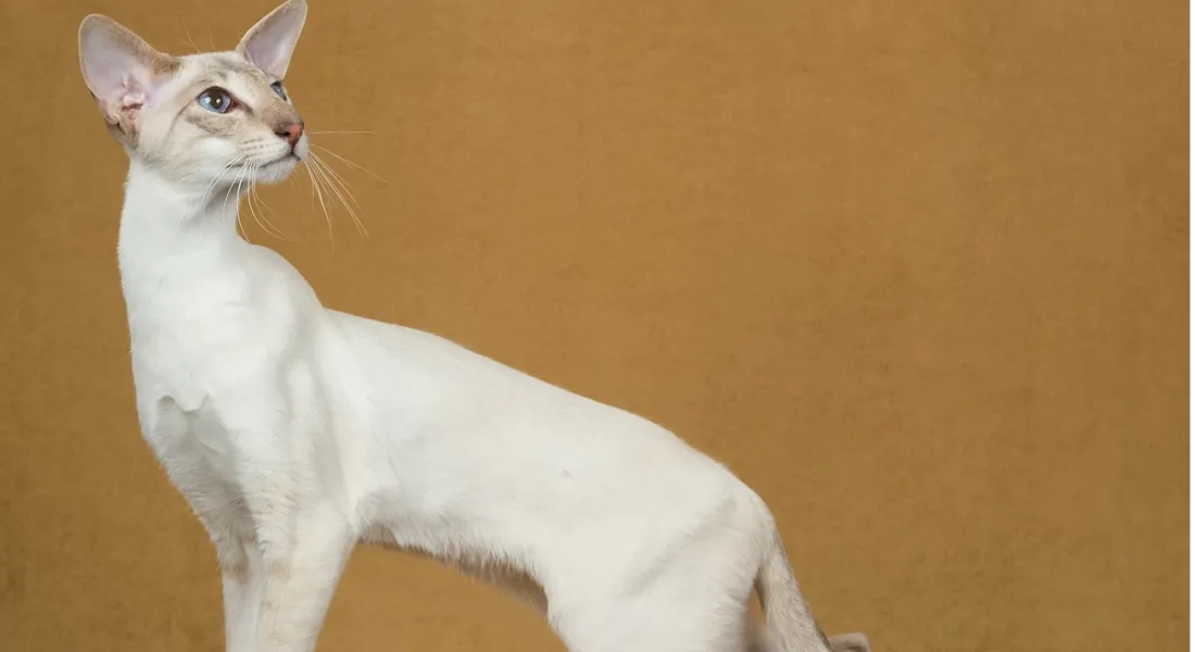 爱萌哆宠物俱乐部