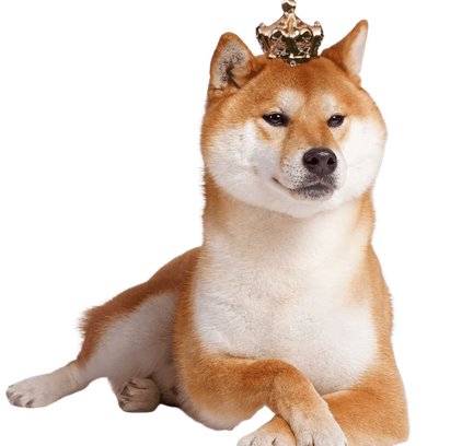 爱萌哆宠物俱乐部