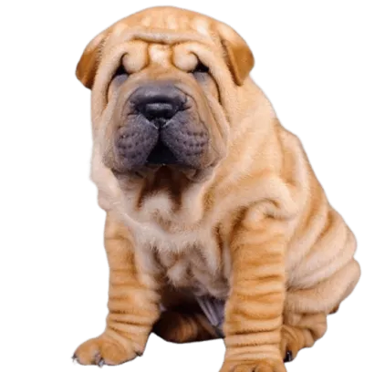 爱萌哆宠物俱乐部