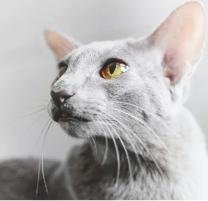 爱萌哆宠物俱乐部