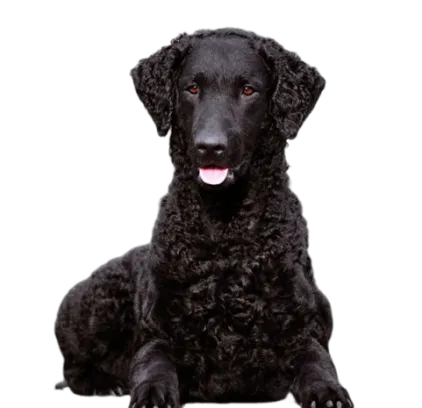 爱萌哆宠物俱乐部