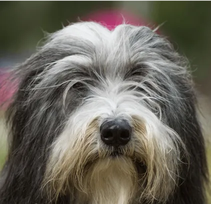 爱萌哆宠物俱乐部