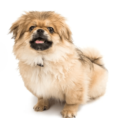 爱萌哆宠物俱乐部