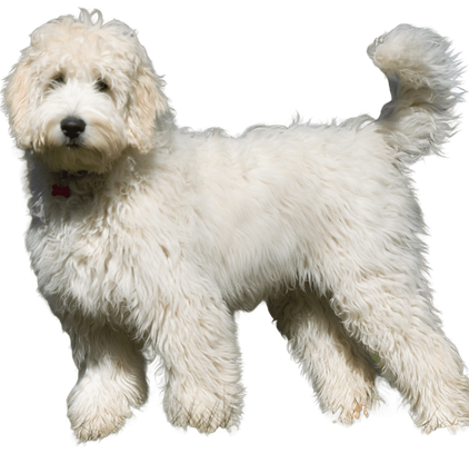 爱萌哆宠物俱乐部