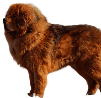 爱萌哆宠物俱乐部