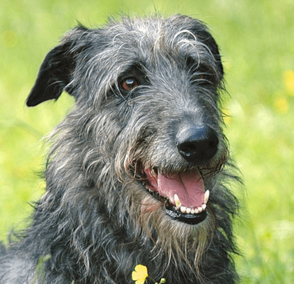 爱萌哆宠物俱乐部