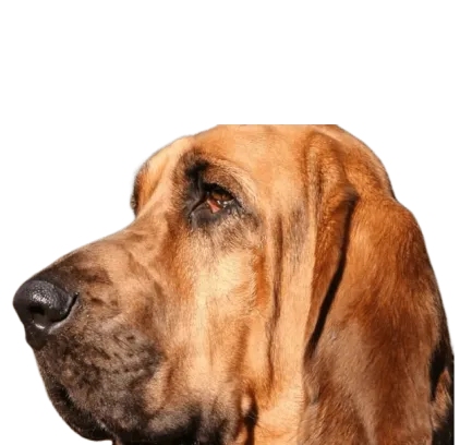 爱萌哆宠物俱乐部