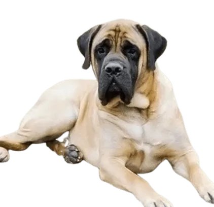 爱萌哆宠物俱乐部