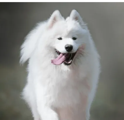 爱萌哆宠物俱乐部