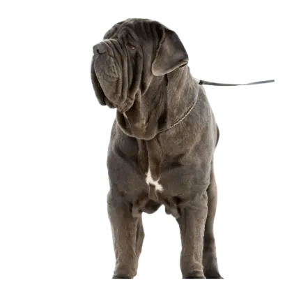 爱萌哆宠物俱乐部