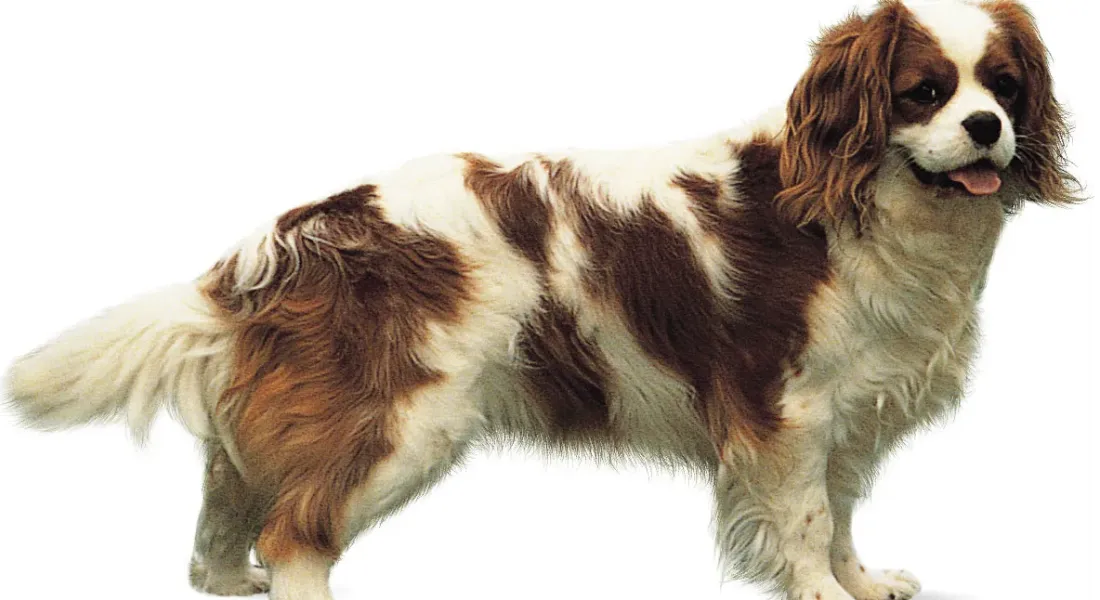 爱萌哆宠物俱乐部