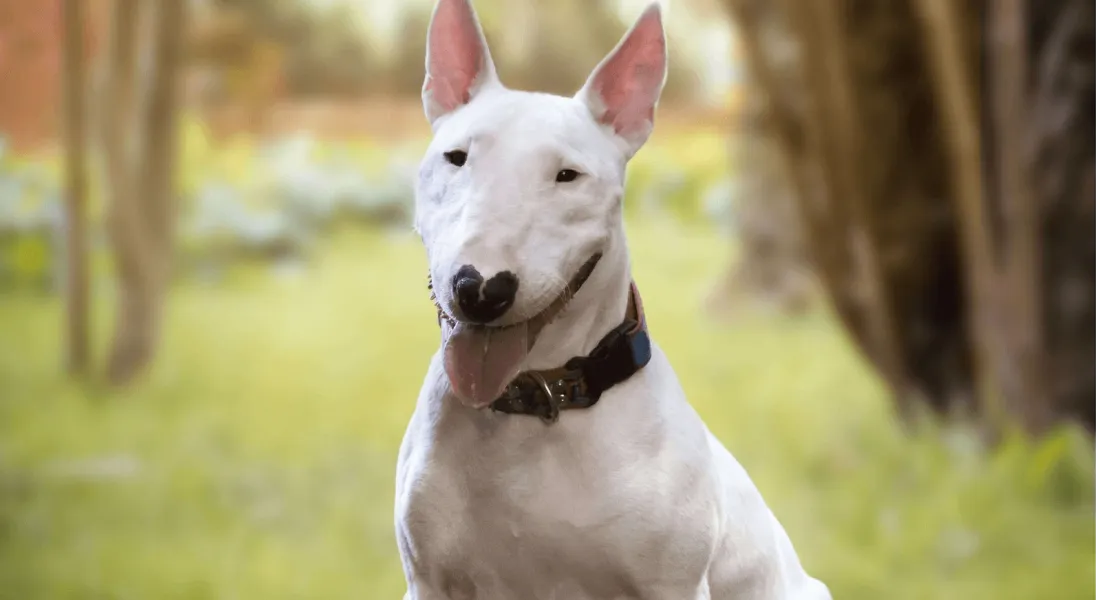 爱萌哆宠物俱乐部