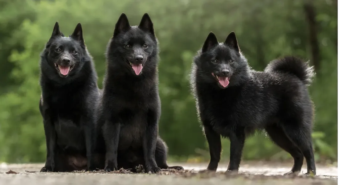 爱萌哆宠物俱乐部