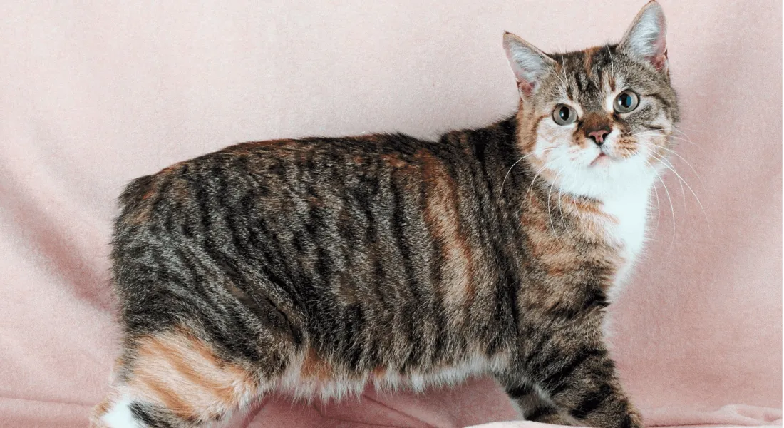 爱萌哆宠物俱乐部