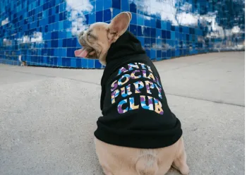 爱萌哆宠物俱乐部