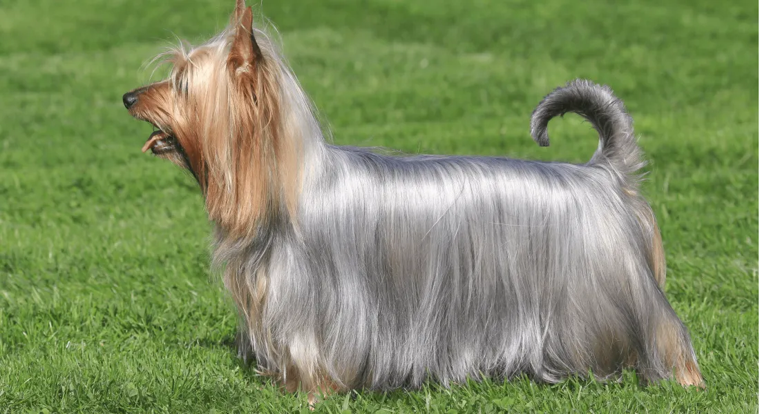 爱萌哆宠物俱乐部