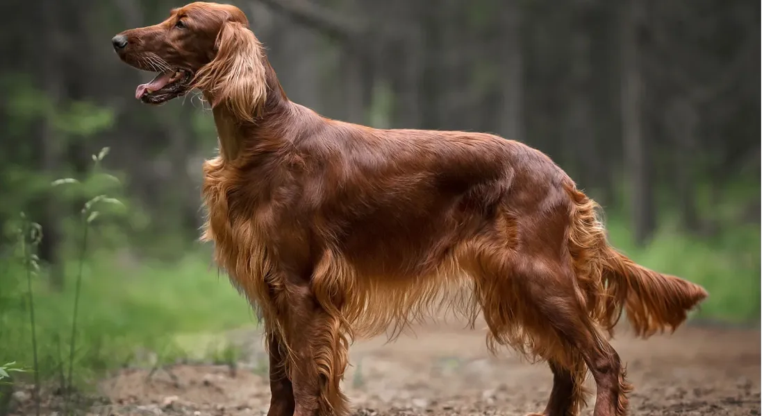 爱萌哆宠物俱乐部
