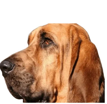 爱萌哆宠物俱乐部