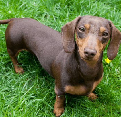 爱萌哆宠物俱乐部