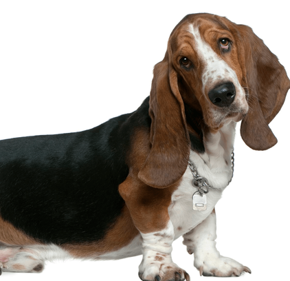 爱萌哆宠物俱乐部