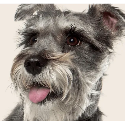 爱萌哆宠物俱乐部