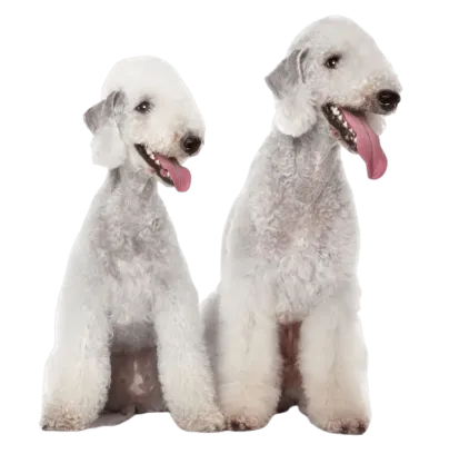 爱萌哆宠物俱乐部