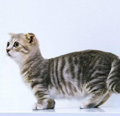 爱萌哆宠物俱乐部