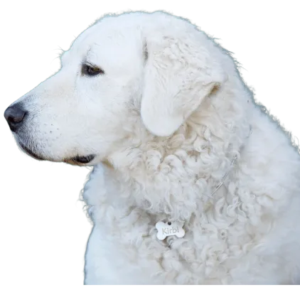 爱萌哆宠物俱乐部