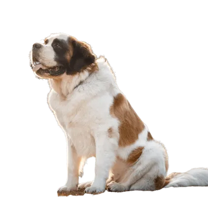 爱萌哆宠物俱乐部