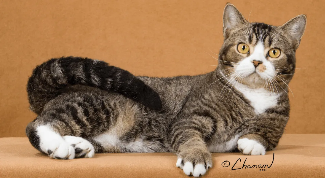 爱萌哆宠物俱乐部