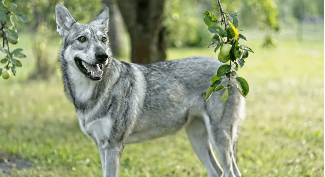 爱萌哆宠物俱乐部