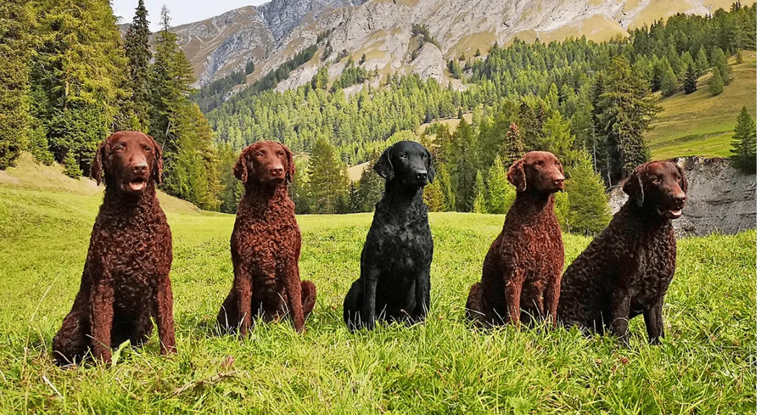 爱萌哆宠物俱乐部