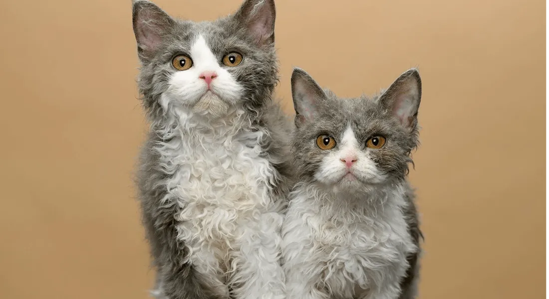 爱萌哆宠物俱乐部