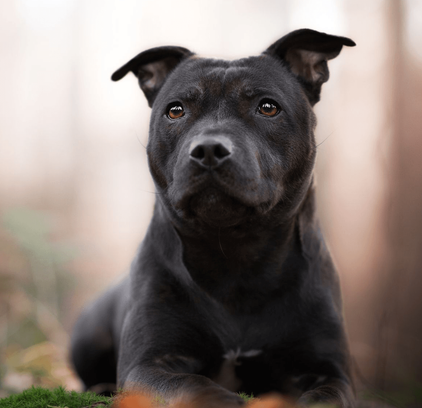 爱萌哆宠物俱乐部