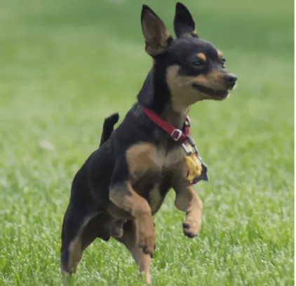 爱萌哆宠物俱乐部