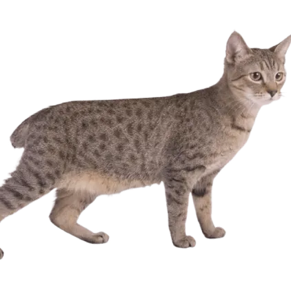 爱萌哆宠物俱乐部