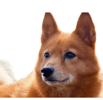 爱萌哆宠物俱乐部