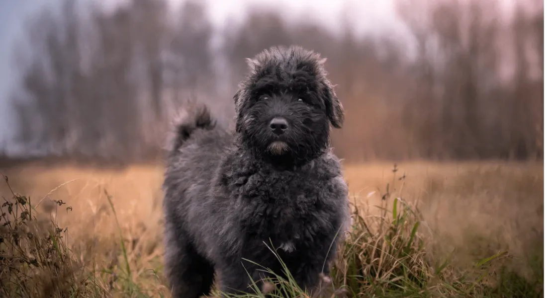 爱萌哆宠物俱乐部